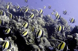 p7 2º Conferência da ONU sobre os oceanos
